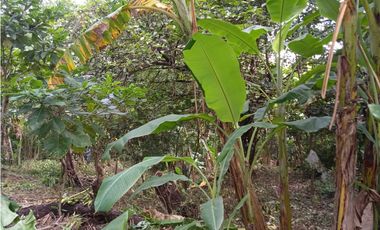 FINCA A LA VENTA CAÑAVERAL PENONOME