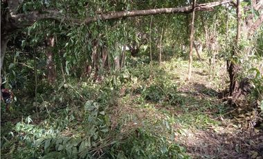 FINCA A LA VENTA CAÑAVERAL PENONOME