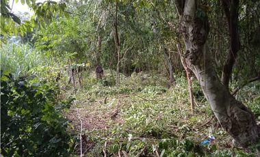 FINCA A LA VENTA CAÑAVERAL PENONOME
