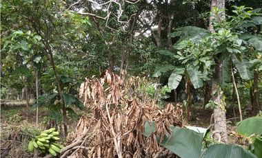 FINCA A LA VENTA CAÑAVERAL PENONOME