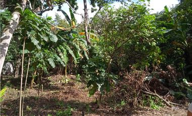 FINCA A LA VENTA CAÑAVERAL PENONOME