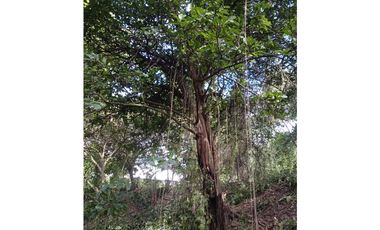 FINCA A LA VENTA CAÑAVERAL PENONOME