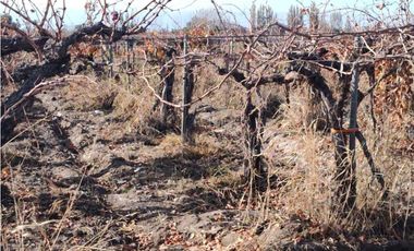 VENTA DE FINCA 21 HAS EN ANDRADE - RIVADAVIA, MENDOZA.