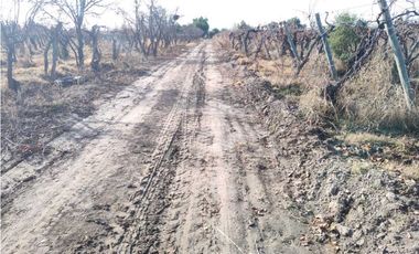 VENTA DE FINCA 21 HAS EN ANDRADE - RIVADAVIA, MENDOZA.