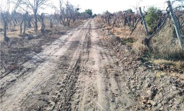 VENTA DE FINCA 21 HAS EN ANDRADE - RIVADAVIA, MENDOZA.