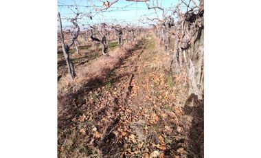 VENTA DE FINCA 21 HAS EN ANDRADE - RIVADAVIA, MENDOZA.