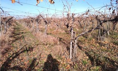 VENTA DE FINCA 21 HAS EN ANDRADE - RIVADAVIA, MENDOZA.