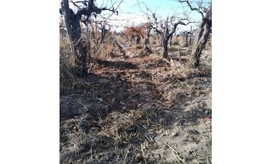 VENTA DE FINCA 21 HAS EN ANDRADE - RIVADAVIA, MENDOZA.