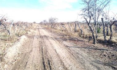 VENTA DE FINCA 21 HAS EN ANDRADE - RIVADAVIA, MENDOZA.