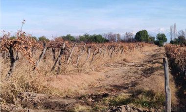 VENTA DE FINCA 21 HAS EN ANDRADE - RIVADAVIA, MENDOZA.