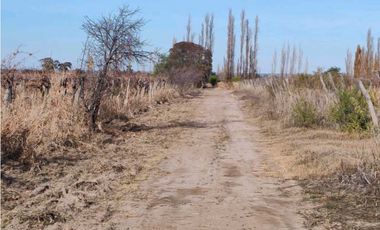 VENTA DE FINCA 21 HAS EN ANDRADE - RIVADAVIA, MENDOZA.