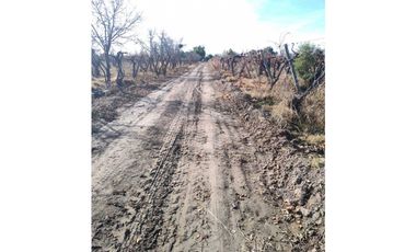 VENTA DE FINCA 21 HAS EN ANDRADE - RIVADAVIA, MENDOZA.