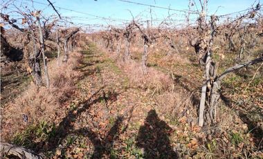 VENTA DE FINCA 21 HAS EN ANDRADE - RIVADAVIA, MENDOZA.