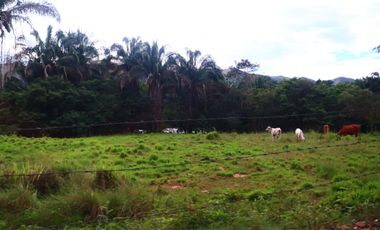 LOTE EL ESPINAL
