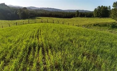 Agrícola en Venta en A 12 Kms de Villarica sector Relun