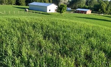 Agrícola en Venta en A 12 Kms de Villarica sector Relun