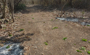 Terreno en Venta Dzilam Bravo