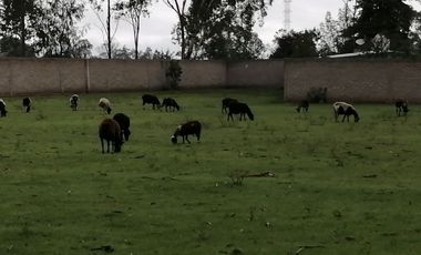 Palos Altos, Soyaniquilpan, Terreno, Venta, Edo. México,
