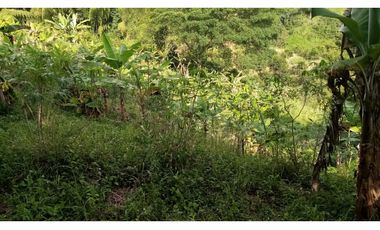 VENTA FINCA - BUENAVISTA