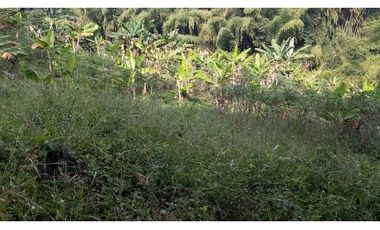 VENTA FINCA - BUENAVISTA