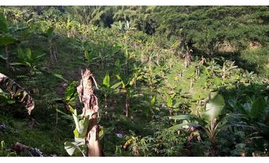 VENTA FINCA - BUENAVISTA