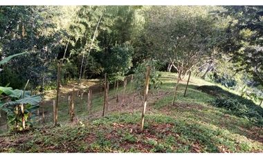 VENTA FINCA - BUENAVISTA