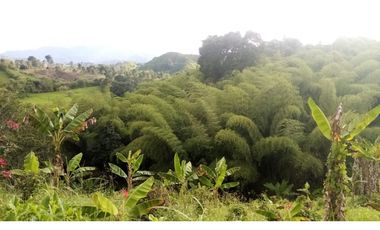 VENTA FINCA - BUENAVISTA