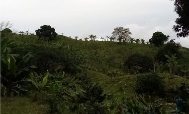 VENTA FINCA - BUENAVISTA