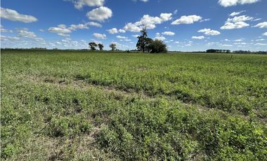 Campo en venta en Ranchos. 117 Has mixtas sobre ruta 29