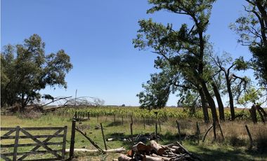 Campo en venta en San Vicente. 377 Has. mixtas