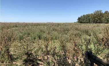 Campo en venta en San Vicente. 377 Has. mixtas