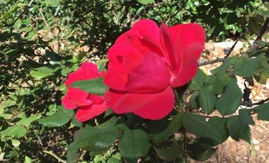 Casa en Venta Bosques de Lago VBL530