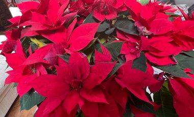 Casa en Venta Bosques de Lago VBL530