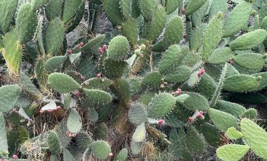 Vendo terreno de 800 Hectareas en Champantongo, Hidalgo Cod. TV361