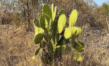 Vendo terreno de 800 Hectareas en Champantongo, Hidalgo Cod. TV361