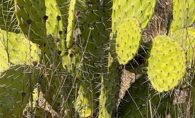 Vendo terreno de 800 Hectareas en Champantongo, Hidalgo Cod. TV361