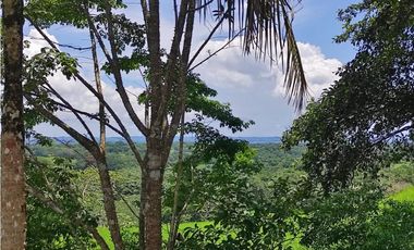 Se vende finca de 7,731m2 en La Colorada, Chorrera