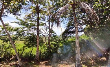 Se vende finca de 7,731m2 en La Colorada, Chorrera