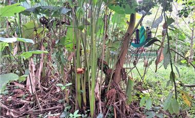 VENDO 4 HECTARES Y MEDIA INTERAMERICANA CERCA A FRONTERA