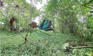 VENDO 4 HECTARES Y MEDIA INTERAMERICANA CERCA A FRONTERA