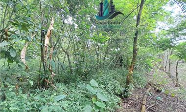 VENDO 4 HECTARES Y MEDIA INTERAMERICANA CERCA A FRONTERA