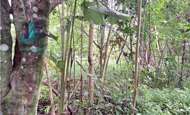 VENDO 4 HECTARES Y MEDIA INTERAMERICANA CERCA A FRONTERA