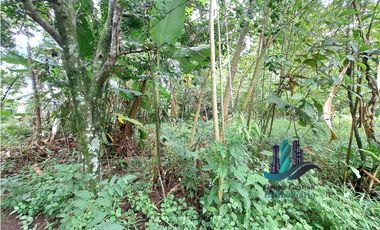 VENDO 4 HECTARES Y MEDIA INTERAMERICANA CERCA A FRONTERA