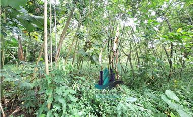 VENDO 4 HECTARES Y MEDIA INTERAMERICANA CERCA A FRONTERA