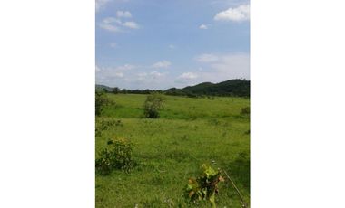 VENDO 4 HECTARES Y MEDIA INTERAMERICANA CERCA A FRONTERA