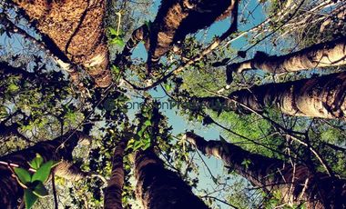 Parcela en Venta en PARCELA CAMINO A ENSENADA/ ESPECTACULARES VISTAS A VOLCANES