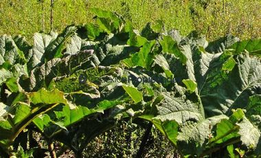 Parcela en Venta en PARCELA CAMINO A ENSENADA/ ESPECTACULARES VISTAS A VOLCANES