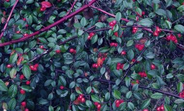 Parcela en Venta en PARCELA CAMINO A ENSENADA/ ESPECTACULARES VISTAS A VOLCANES