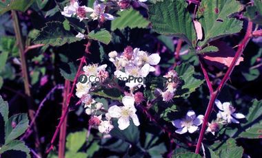 Parcela en Venta en PARCELA CAMINO A ENSENADA/ ESPECTACULARES VISTAS A VOLCANES