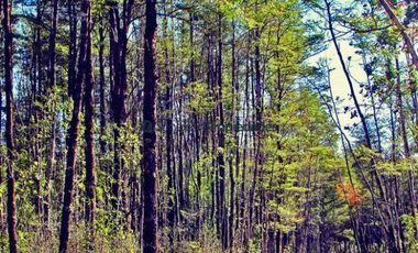 Parcela en Venta en PARCELA CAMINO A ENSENADA/ ESPECTACULARES VISTAS A VOLCANES
